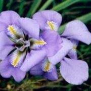 fiori-iris_M1